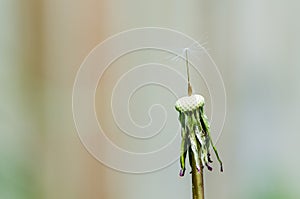 Dandelion with single seed