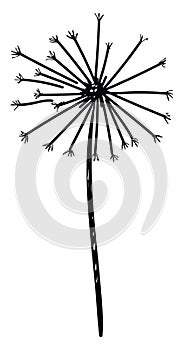 Dandelion sketch, illustration, vector