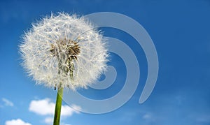 Dandelion on sky