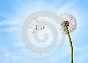 Dandelion Sky Clouds Background