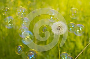 Dandelion and soap bubbles