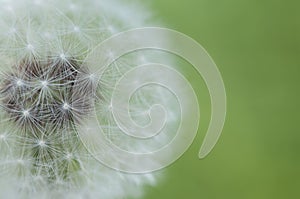 Dandelion softness