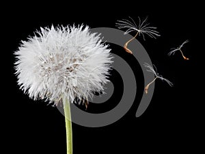 Dandelion with some seeds flying