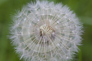 Dandelion in Souillac photo