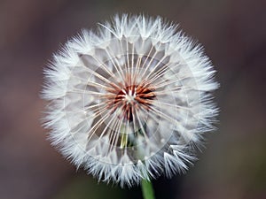 Dandelion Spores