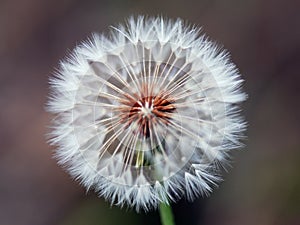 Dandelion Spores photo