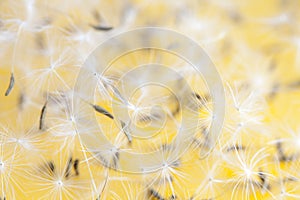 Dandelion spores background