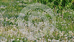 Dandelion spreading seeds