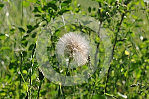 Dandelion spreading seeds