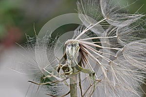 Dandelion spreading seeds