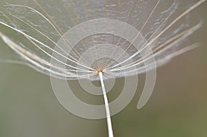 Dandelion spreading seeds