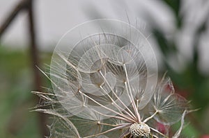 Dandelion spreading seeds