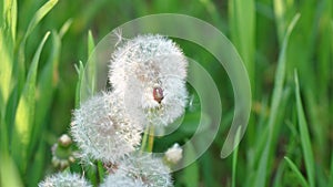 Dandelion spreading seeds