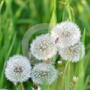 Dandelion spreading seeds