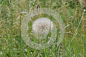 Dandelion spreading seeds