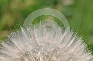 Dandelion spreading seeds