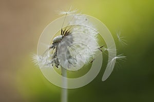 Dandelion spreading seeds