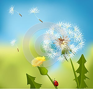 Dandelion spring