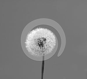 Dandelion in the spring against the black-and-white background