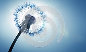 Dandelion- spring and allergy