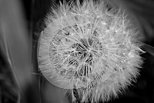 Dandelion on spring field. Black and white image