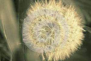 Dandelion on spring field. Vintage style sepia image