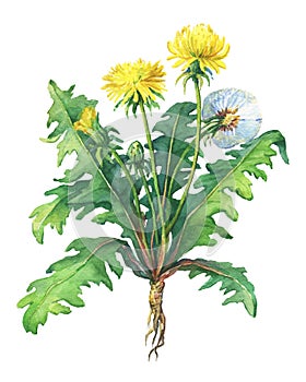 Dandelion spring flowers Taraxacum, blowball .