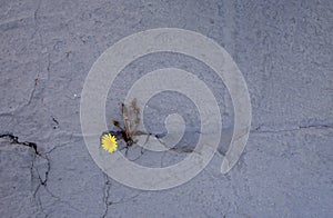 Dandelion sprouts through the concrete floor. The symbol of struggle and resistance. Concept: don `t give up no matter what,