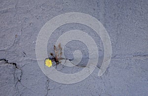 Dandelion sprouts through the concrete floor. The symbol of struggle and resistance. Concept: don `t give up no matter what, photo