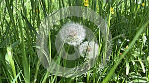 Dandelion in the stage of propagation by seeds. dandelion on a green field