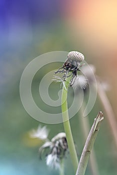 Dandelion stalk having lost all its seeds