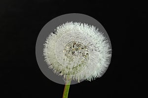 Dandelion on stem s on black background