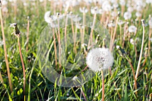 Dandelion stems with white ball of seeds on green grass background