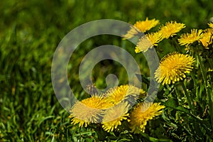 Dandelion sting naked green meadow