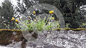 Dandelion on a stone wall