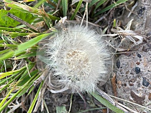 Dandelion among the stones