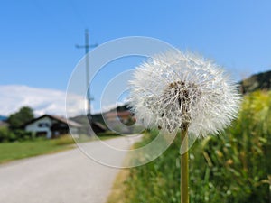 Dandelion by the street.