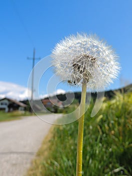 Dandelion by the street.