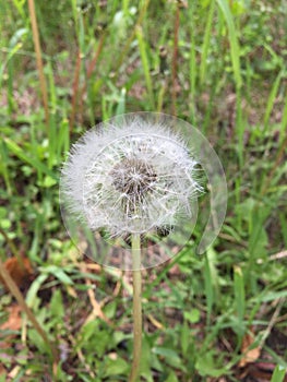 Dandelion summer