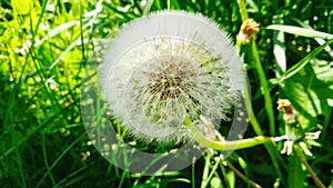 dandelion