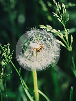 Dandelion