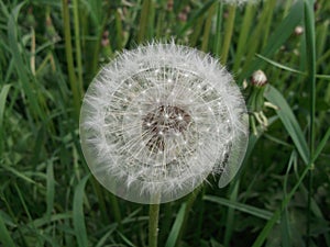 Dandelion. Summer wild flower