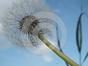 Dandelion on a summers day