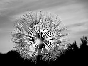 Dandelion in the sun.