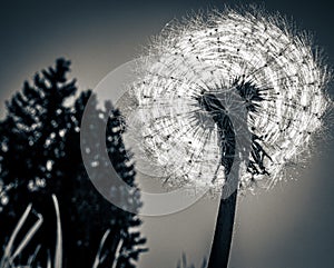 Dandelion sun Black And white