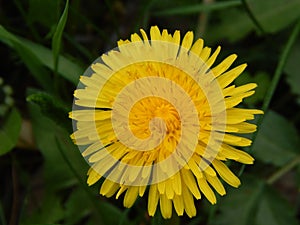 The dandelion is a sun-grass