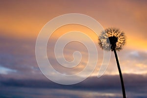 Dandelion on the sun rise