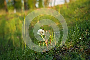 dandelion in the sunrise