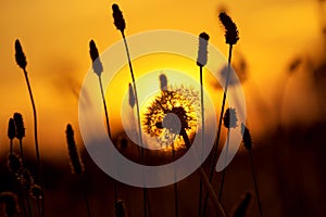 Dandelion in the sunset