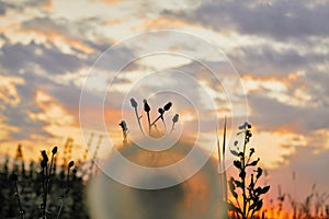 Dandelion on sunset background